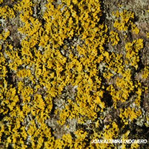 Candelaria concolor