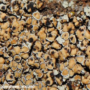 Phacopsis oxysporum