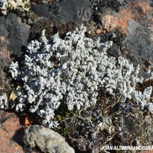 Stereocaulon tomentosum