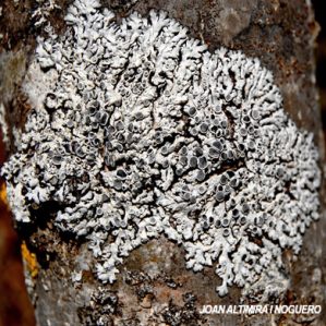 Physcia biziana