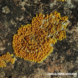 Caloplaca thallincola