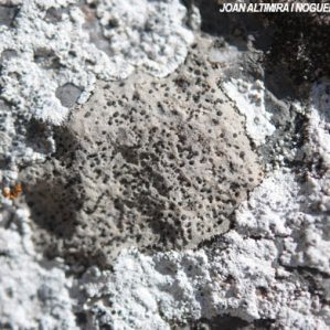 Bagliettoa parmigera