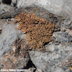 Romjularia lurida