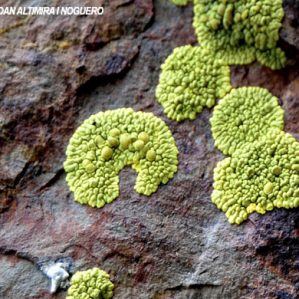 Pleopsidium chlorophanum