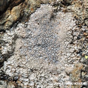 Lecanora rupicola