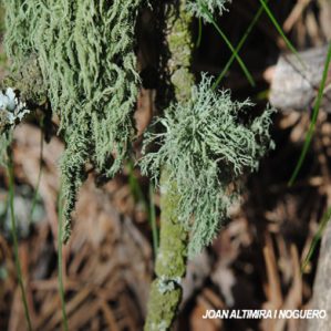 Usnea hirta