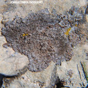 Acarospora cervina