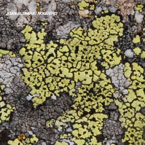 Rhizocarpon geographicum