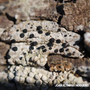Bactrospora patellarioides