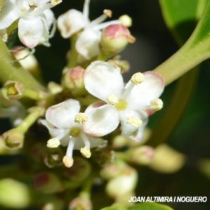 Ilex x altaclerensis. (Orn)