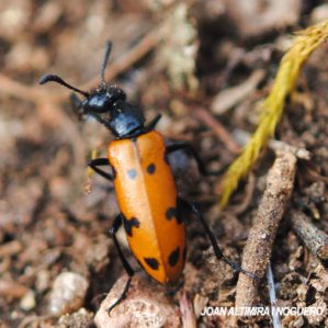 Mylabris maculosopunctata