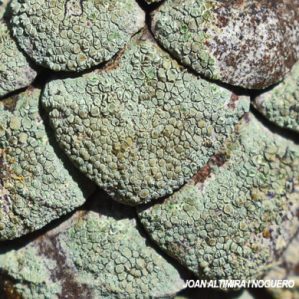 Lecanora strobilina