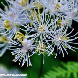Thalictrum aquilegifolium var. albiflora