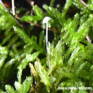 Hemimycena gracilis