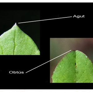 Agut-ada