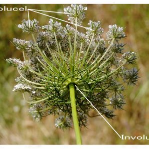 Involucel