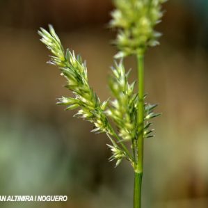 Agrostis stolonifera
