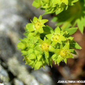 Alchemilla fissa