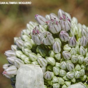 Allium sativum. (Cult)
