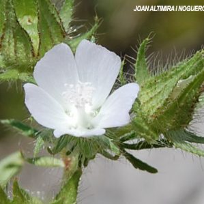 Malva setigera var. albiflora