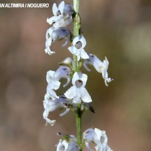 Anarrhinum bellidifolium var. albiflora