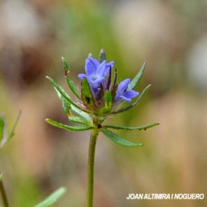 Asperula arvensis