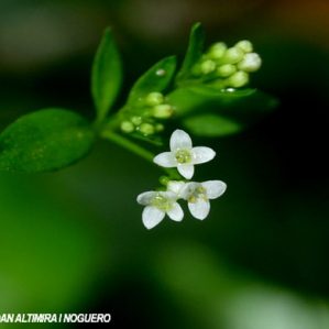 Asperula laevigata