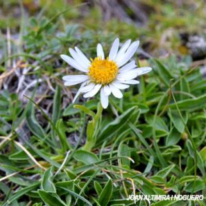 Aster alpinus var. albiflora