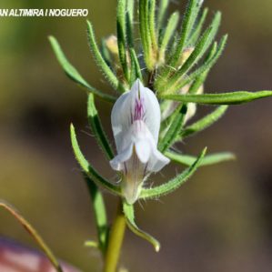 Misopates orontium var. albiflora