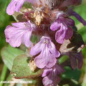 Ajuga pyramidalis var. rosea
