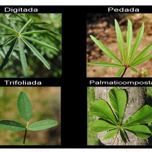Diversitat foliar (Fulles compostes)