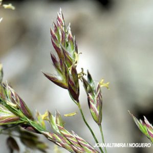 Bellardiochloa variegata