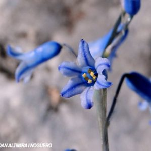 Brimeura amethystina subsp. fontqueri