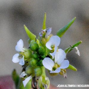 Cakile maritima subsp. maritima var. albiflora