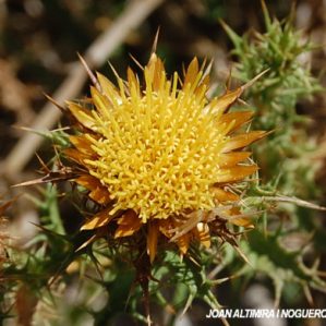 Carlina corymbosa subsp. hispanica