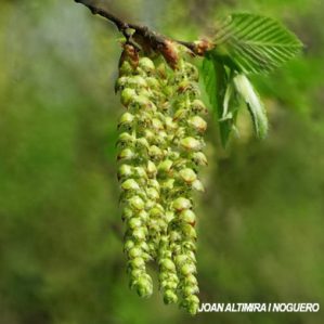 Carpinus betulus (Nat.)