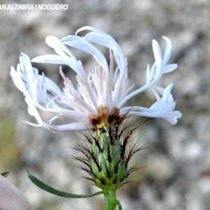 Centaurea linifolia var. albiflora