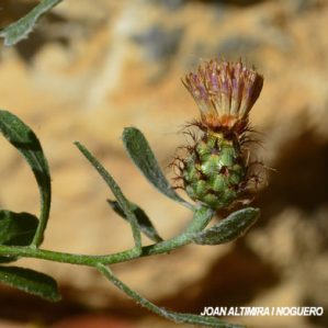 Centaurea tripontina