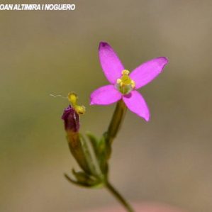 Centaurium pulchellum ( 4 pètals )