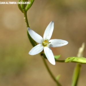 Centaurium pulchellum subsp. tenuiflorum