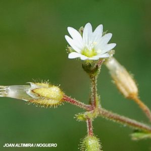 Cerastium gracile