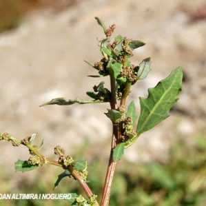 Chenopodium glaucum