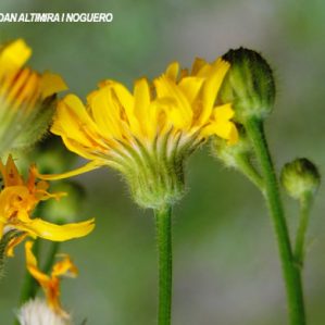 Crepis lampsanoides