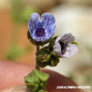 Cynoglossum dioscoridis