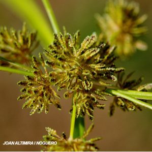 Cyperus flavescens