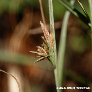 Cyperus flavidus