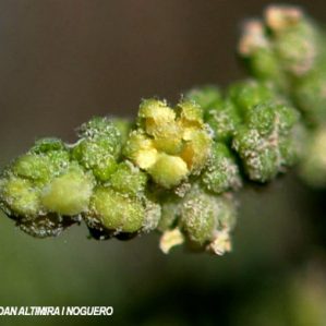Dysphania multifida