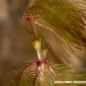 Myriophyllum verticillatum