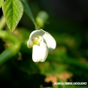 Phaseolus vulgaris. (Cult)