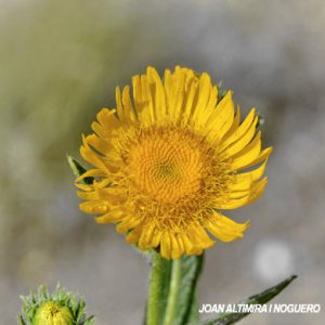 Pentanema helveticum